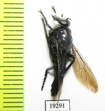 Asilidae sp.  Russia, Astrakhan reg. - INSECTS-STORE.RU