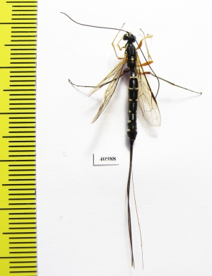 Ichneumonoidea sp.  Russia, Tver reg. - INSECTS-STORE.RU