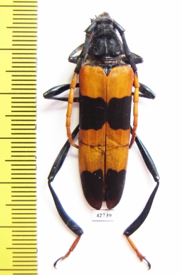 Pseudoeuchitonia grandis, female  Malaysia - INSECTS-STORE.RU