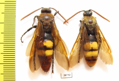 Scoliidae sp.  Kazakhstan - INSECTS-STORE.RU