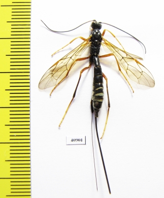 Ichneumonoidea sp.  Russia, Tver reg. - INSECTS-STORE.RU