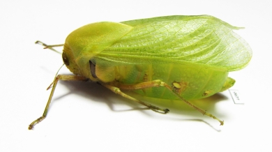 Bullacris sp.1  South Africa Rep. - INSECTS-STORE.RU