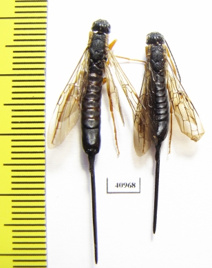 Siricidae sp.  Russia, Tver reg. - INSECTS-STORE.RU