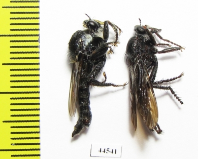 Asilidae sp.  South Africa Rep.  - INSECTS-STORE.RU