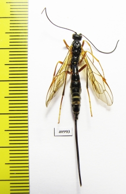 Ichneumonoidea sp.  Russia, Tver reg. - INSECTS-STORE.RU