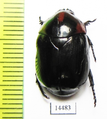 Parastasia sp.  Indonesia, Ceram isl. - INSECTS-STORE.RU