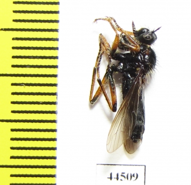 Asilidae sp.  South Africa Rep.  - INSECTS-STORE.RU