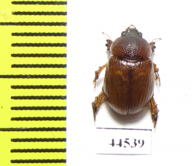 Orubesa plicifrons semenovi  Saudi Arabia - INSECTS-STORE.RU