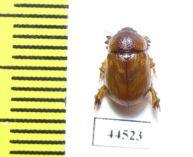 Orubesa plicifrons semenovi  Saudi Arabia - INSECTS-STORE.RU