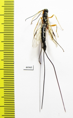 Ichneumonoidea sp.  Russia, Tver reg. - INSECTS-STORE.RU