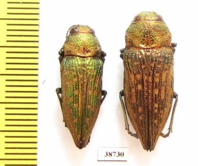Buprestidae sp.  Argentina - INSECTS-STORE.RU