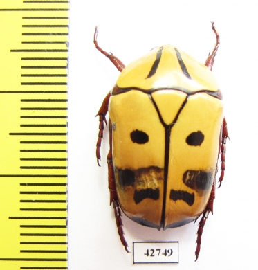 Pachnoda picturata  Namibia - INSECTS-STORE.RU