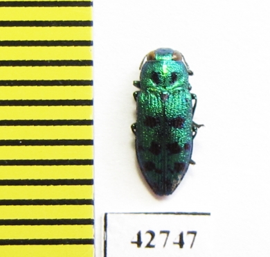 Lamprodila festiva  Russia - INSECTS-STORE.RU