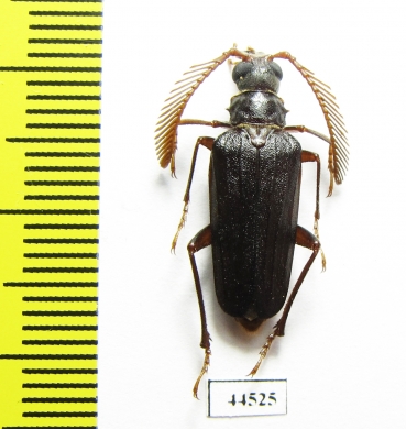 Monocladum aegyptiacum granulipenne  Saudi Arabia 19mm - INSECTS-STORE.RU
