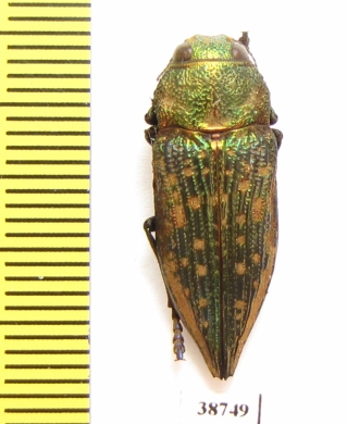 Buprestidae sp.  Argentina - INSECTS-STORE.RU