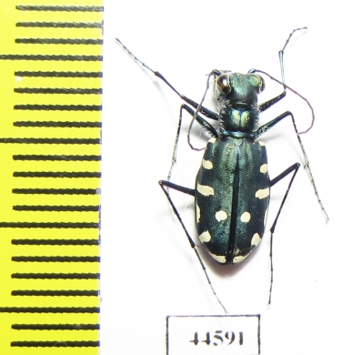 Calomera alboguttata, female  Saudi Arabia - INSECTS-STORE.RU