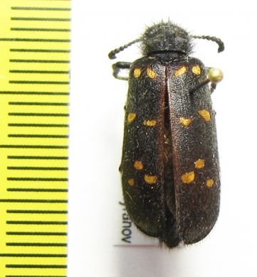 Meloidae sp.  Ethiopia - INSECTS-STORE.RU