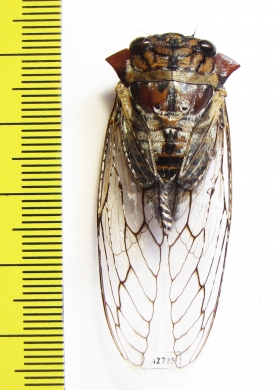 Homoptera sp.  Angola - INSECTS-STORE.RU