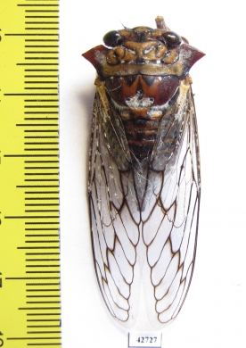 Homoptera sp.  Angola - INSECTS-STORE.RU