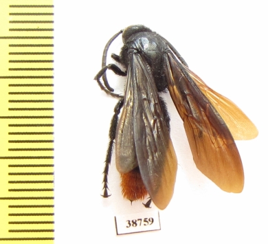 Scoliidae sp.  Indonesia, Sulawesi - INSECTS-STORE.RU