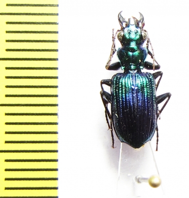 Catascopus sp.  Thailand - INSECTS-STORE.RU