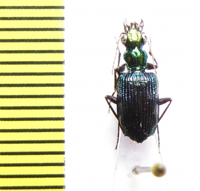 Catascopus sp.  Thailand - INSECTS-STORE.RU