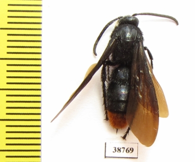 Scoliidae sp.  Indonesia, Sulawesi - INSECTS-STORE.RU