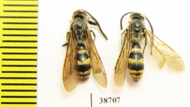 Scoliidae sp.  Indonesia, Sumatra - INSECTS-STORE.RU