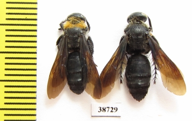 Scoliidae sp.  Indonesia, Sumatra - INSECTS-STORE.RU