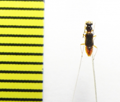 Melyridae sp.  Indonesia, Papua - INSECTS-STORE.RU