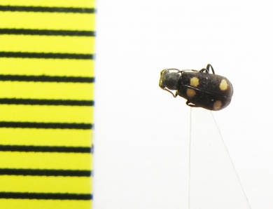 Melyridae sp.  Malaysia, Borneo - INSECTS-STORE.RU