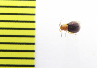 Melyridae sp.  India - INSECTS-STORE.RU