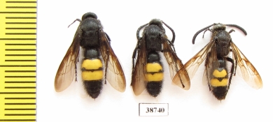 Scoliidae sp.  Russia, Crimea reg. - INSECTS-STORE.RU