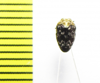 Buprestidae sp.  India - INSECTS-STORE.RU