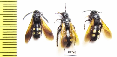 Scoliidae sp., pair  Russia, Crimea reg. - INSECTS-STORE.RU