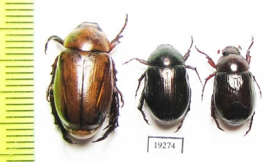 Rutelinae sp.  Senegal - INSECTS-STORE.RU