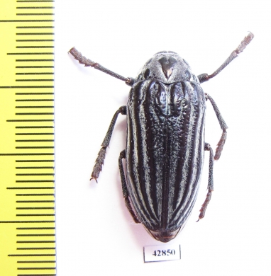 Julodis laevicostata  Iran, Golestan prov. - INSECTS-STORE.RU