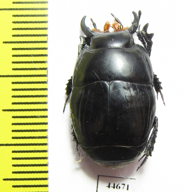 Pactolinus sp.  South Africa Rep. - INSECTS-STORE.RU