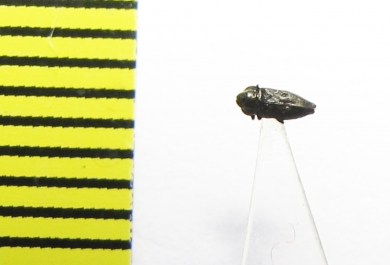 Buprestidae sp.  India - INSECTS-STORE.RU