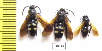 Scoliidae sp., pair  Kazakhstan - INSECTS-STORE.RU