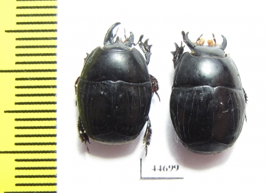 Histeridae sp.  South Africa Rep. - INSECTS-STORE.RU