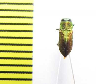 Anthaxia sp.  India - INSECTS-STORE.RU