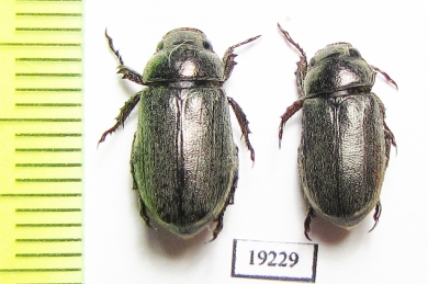 Rutelinae sp.  Senegal - INSECTS-STORE.RU