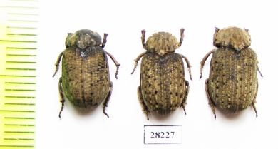 Omorgus sp.  Argentina - INSECTS-STORE.RU