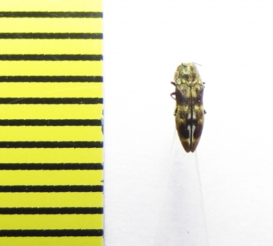 Buprestidae sp.  India - INSECTS-STORE.RU