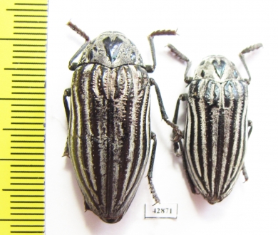 Julodis laevicostata, pair  Iran, Tehran prov. - INSECTS-STORE.RU