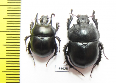Chelotrupes momus, pair  Spain - INSECTS-STORE.RU