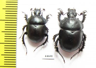 Chelotrupes kyliesi, pair  Spain - INSECTS-STORE.RU