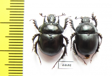Chelotrupes laevipennis, pair  Spain - INSECTS-STORE.RU