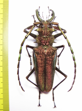 Psalidognathus friendi, male  Colombia 75mm  - INSECTS-STORE.RU